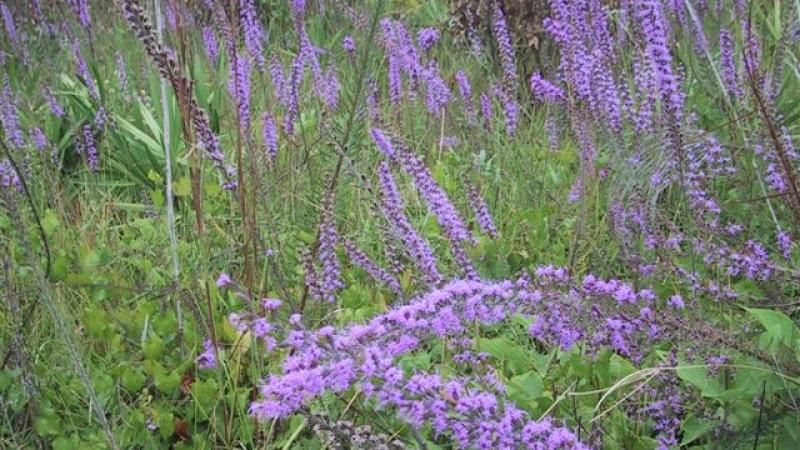 A view of the purple blazing flowers.